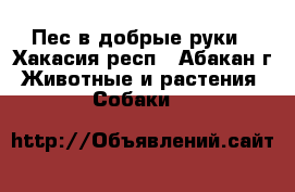 Пес в добрые руки - Хакасия респ., Абакан г. Животные и растения » Собаки   